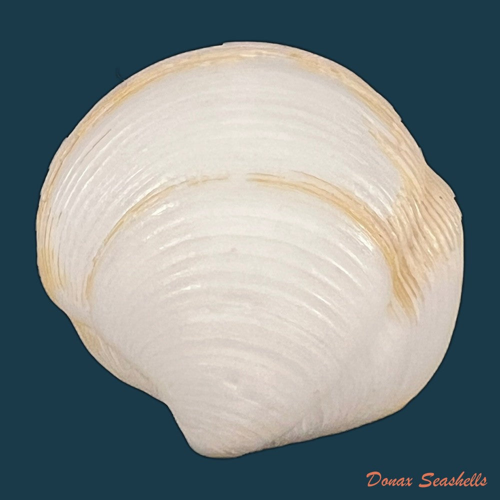 lucina-pectinata-gmelin-1791-51-2mm-copia