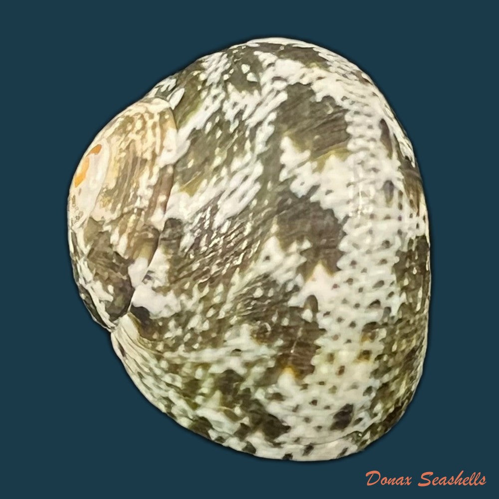 lunella-coronata-gmelin-1791-17-5mm-copia