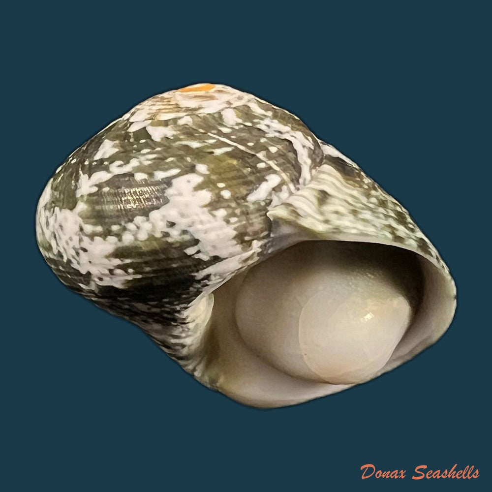 lunella-coronata-gmelin-1791-17-5mm-copia