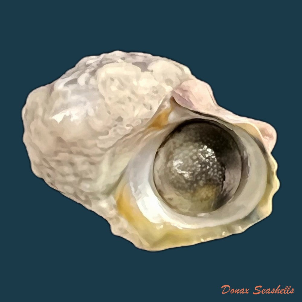 lunella-coronata-gmelin-1791-20-8-mm