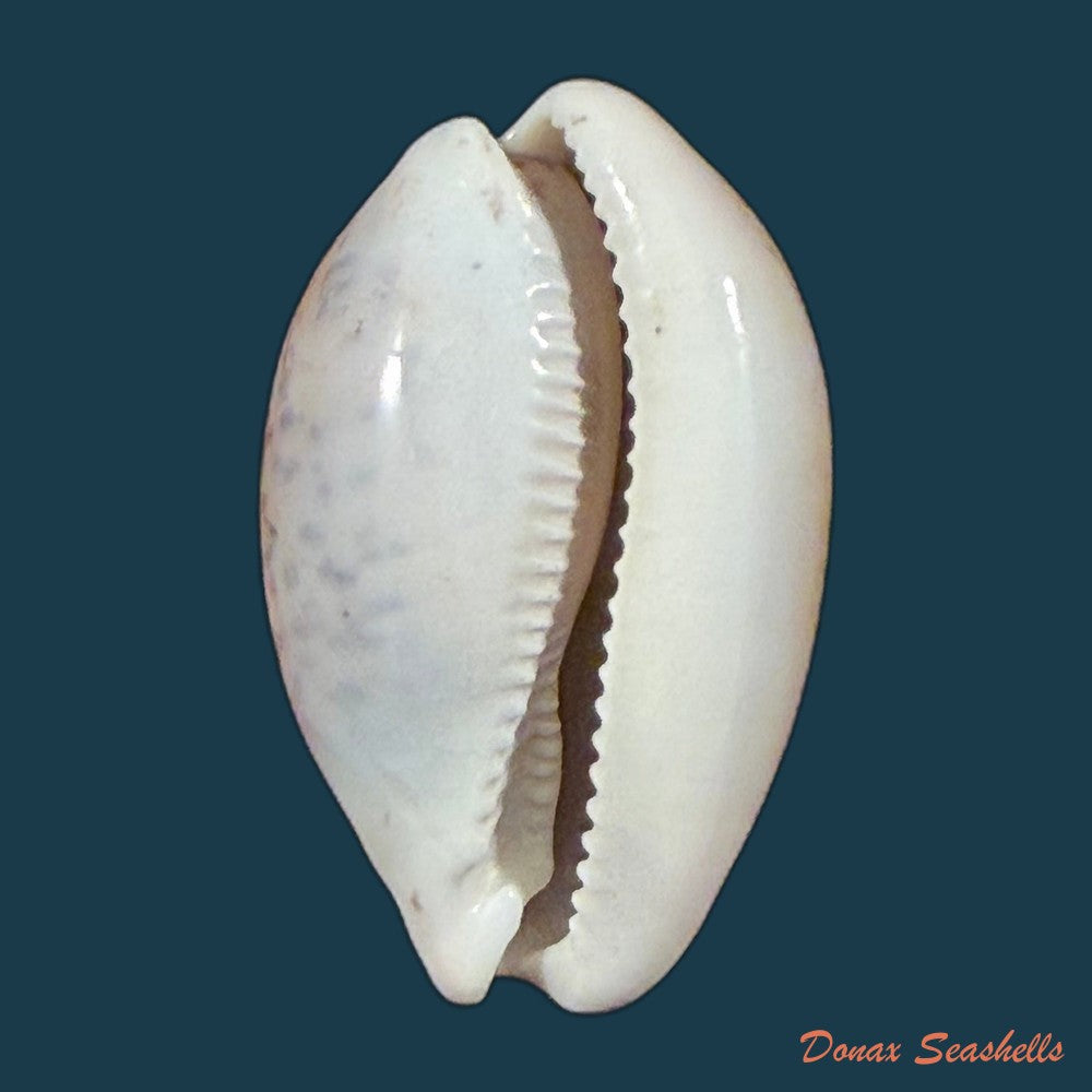 luria-cinerea-brasiliensis-lorenz-hubert-1993-26-1mm-copia-1