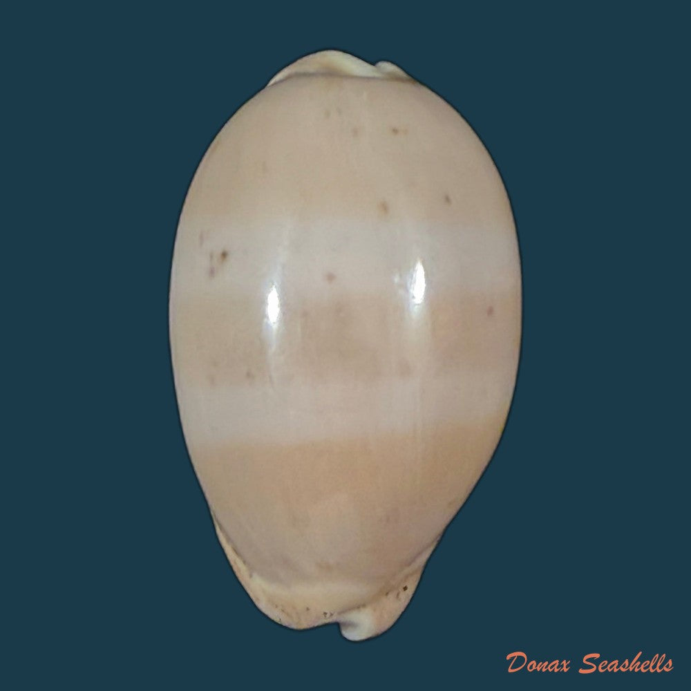 luria-cinerea-brasiliensis-lorenz-hubert-1993-26-1mm-copia