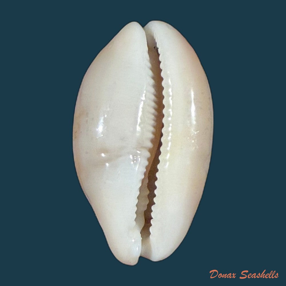 luria-cinerea-brasiliensis-lorenz-hubert-1993-26-1mm-copia
