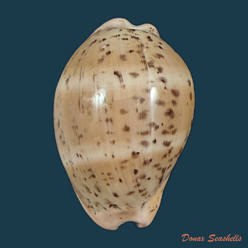 luria-cinerea-brasiliensis-lorenz-hubert-1993-27-1mm-copia