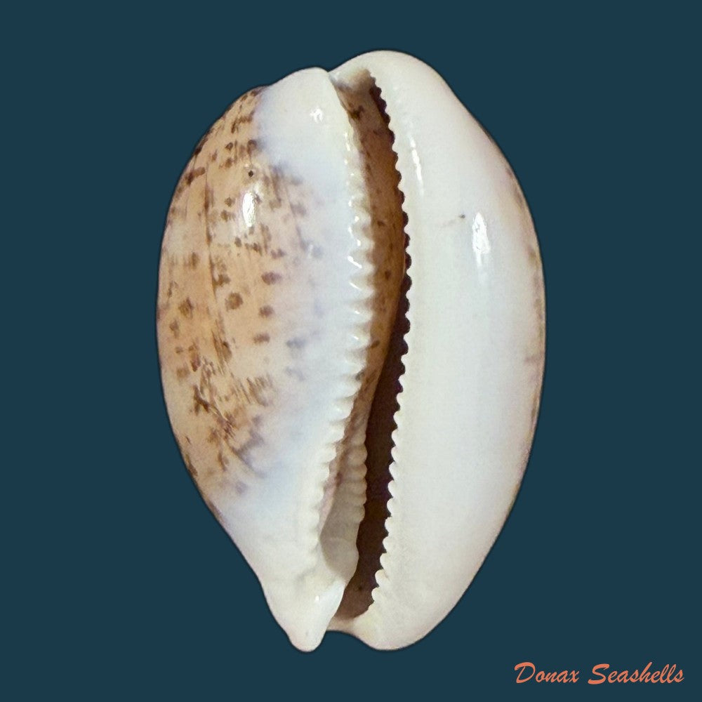 luria-cinerea-brasiliensis-lorenz-hubert-1993-28-8mm-copia