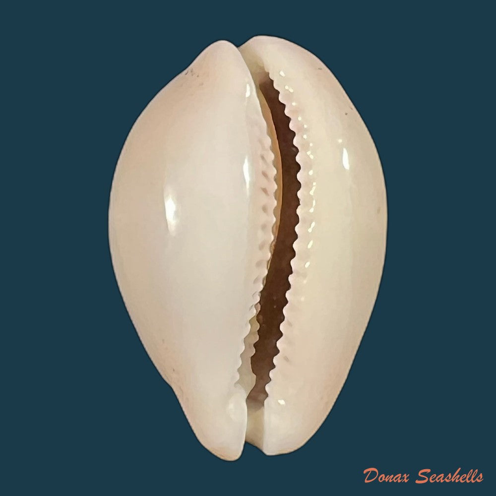 luria-cinerea-brasiliensis-lorenz-hubert-1993-33-8mm-copia