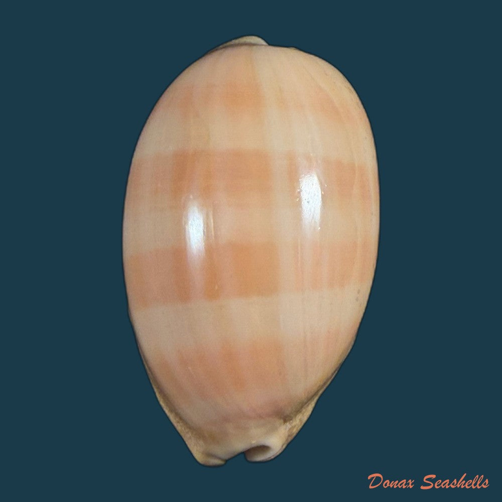 lyncina-camelopardalis-gadotti-wuyts-kruyniers-1973-61-2mm-copia