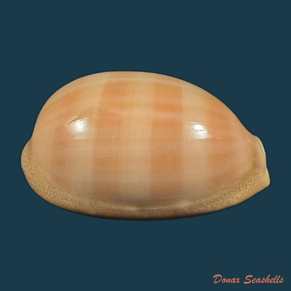 lyncina-camelopardalis-gadotti-wuyts-kruyniers-1973-61-2mm-copia