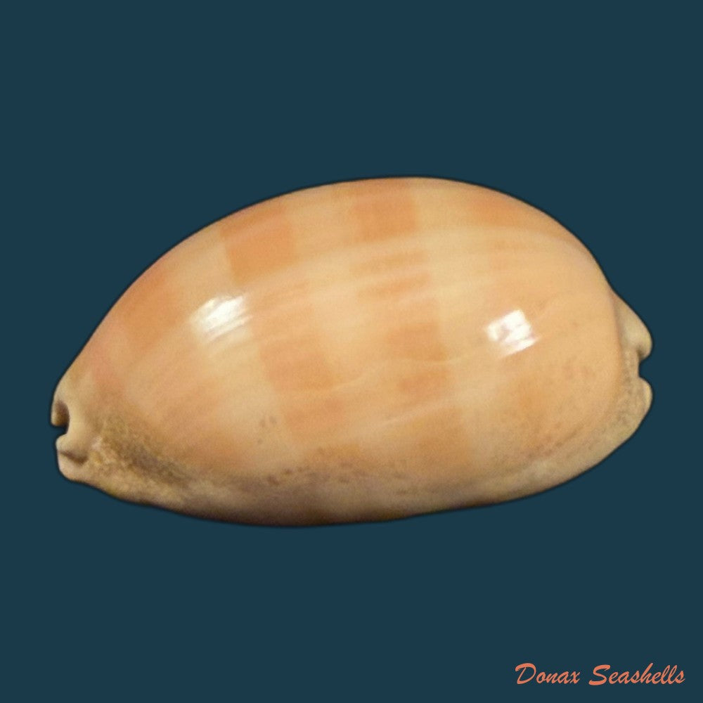 lyncina-camelopardalis-gadotti-wuyts-kruyniers-1973-61-2mm-copia