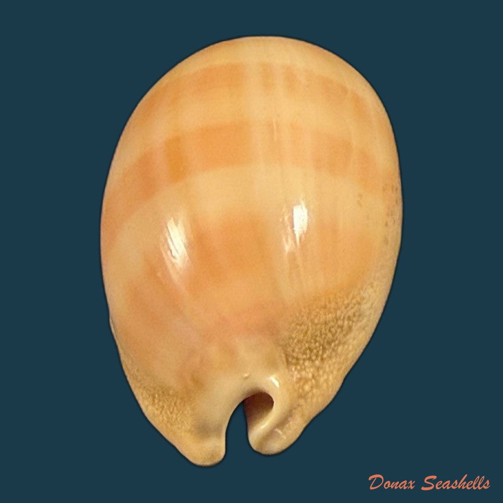lyncina-camelopardalis-gadotti-wuyts-kruyniers-1973-61-2mm-copia