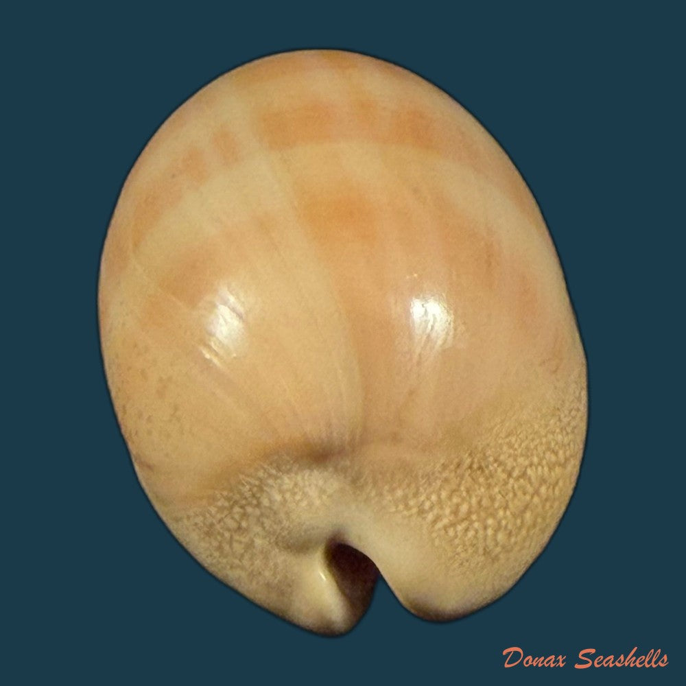lyncina-camelopardalis-gadotti-wuyts-kruyniers-1973-61-2mm-copia