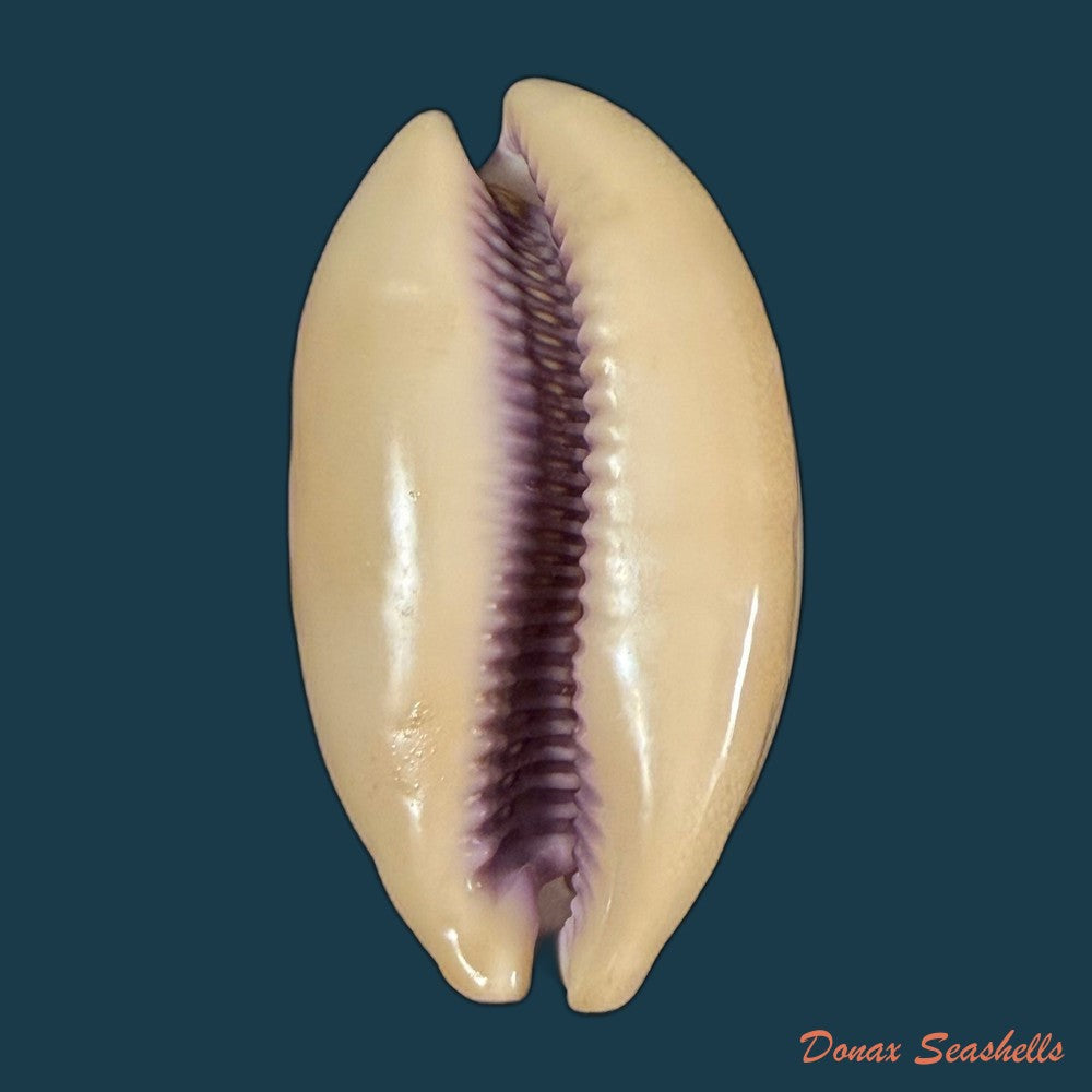 lyncina-camelopardalis-gadotti-wuyts-kruyniers-1973-61-2mm-copia