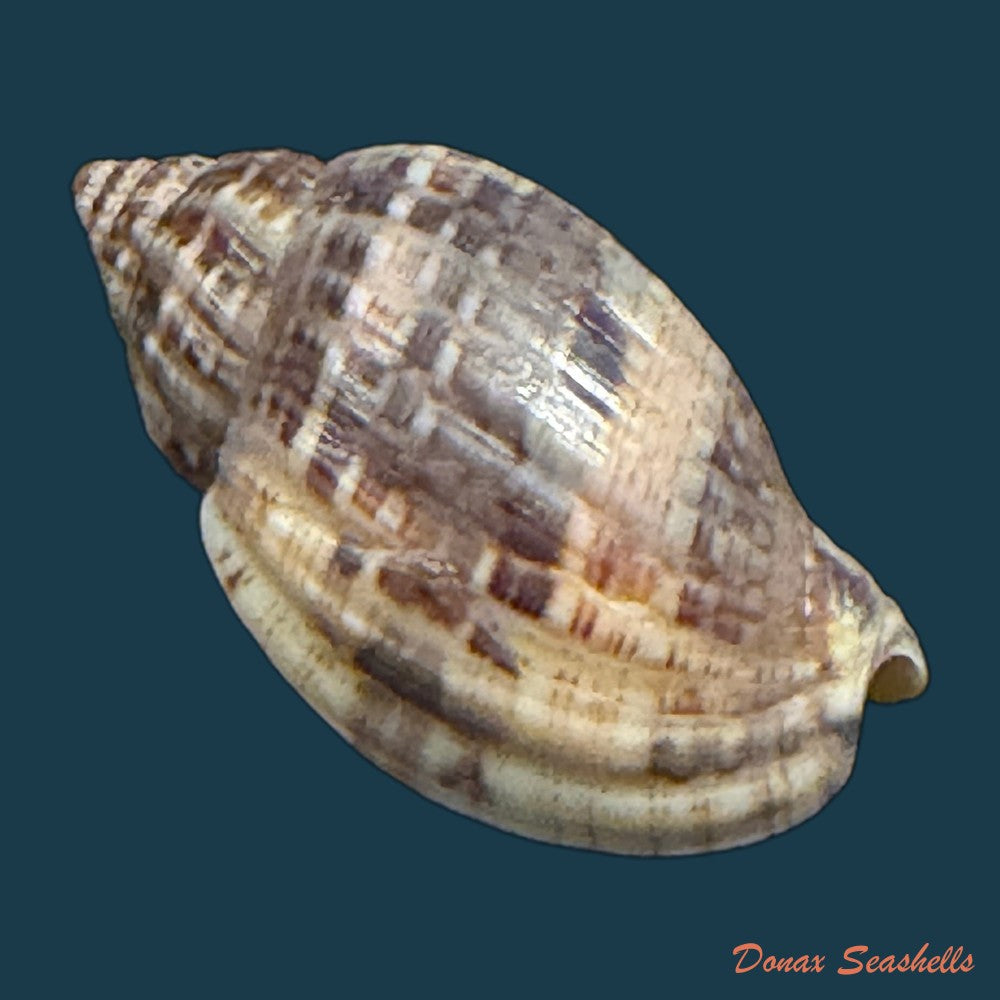 lyria-solangeae-bozzetti-2008-61-6mm-copia