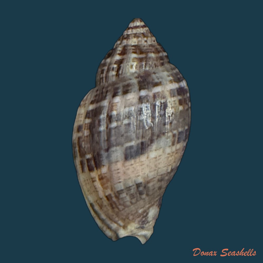lyria-solangeae-bozzetti-2008-61-6mm-copia