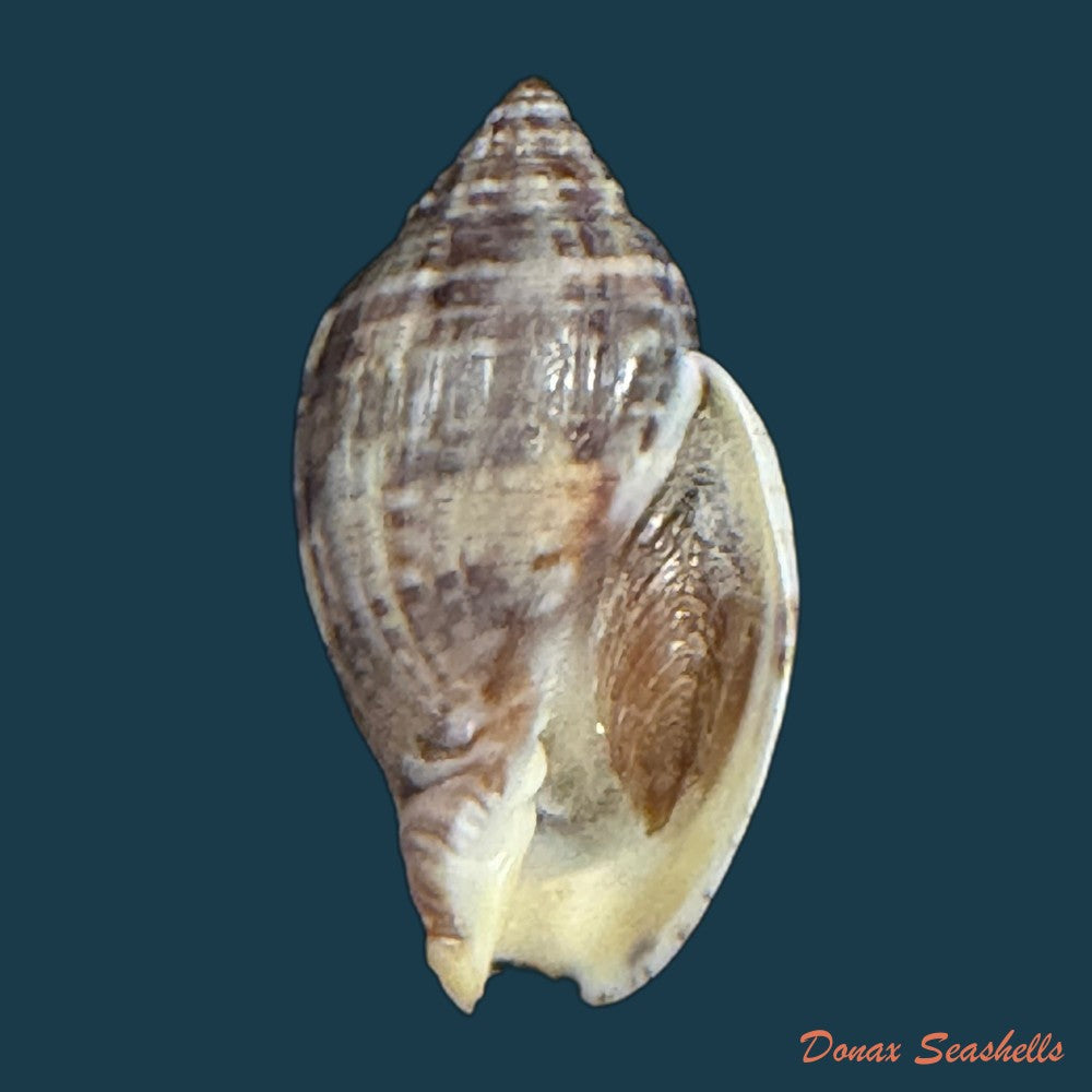 lyria-solangeae-bozzetti-2008-61-6mm-copia