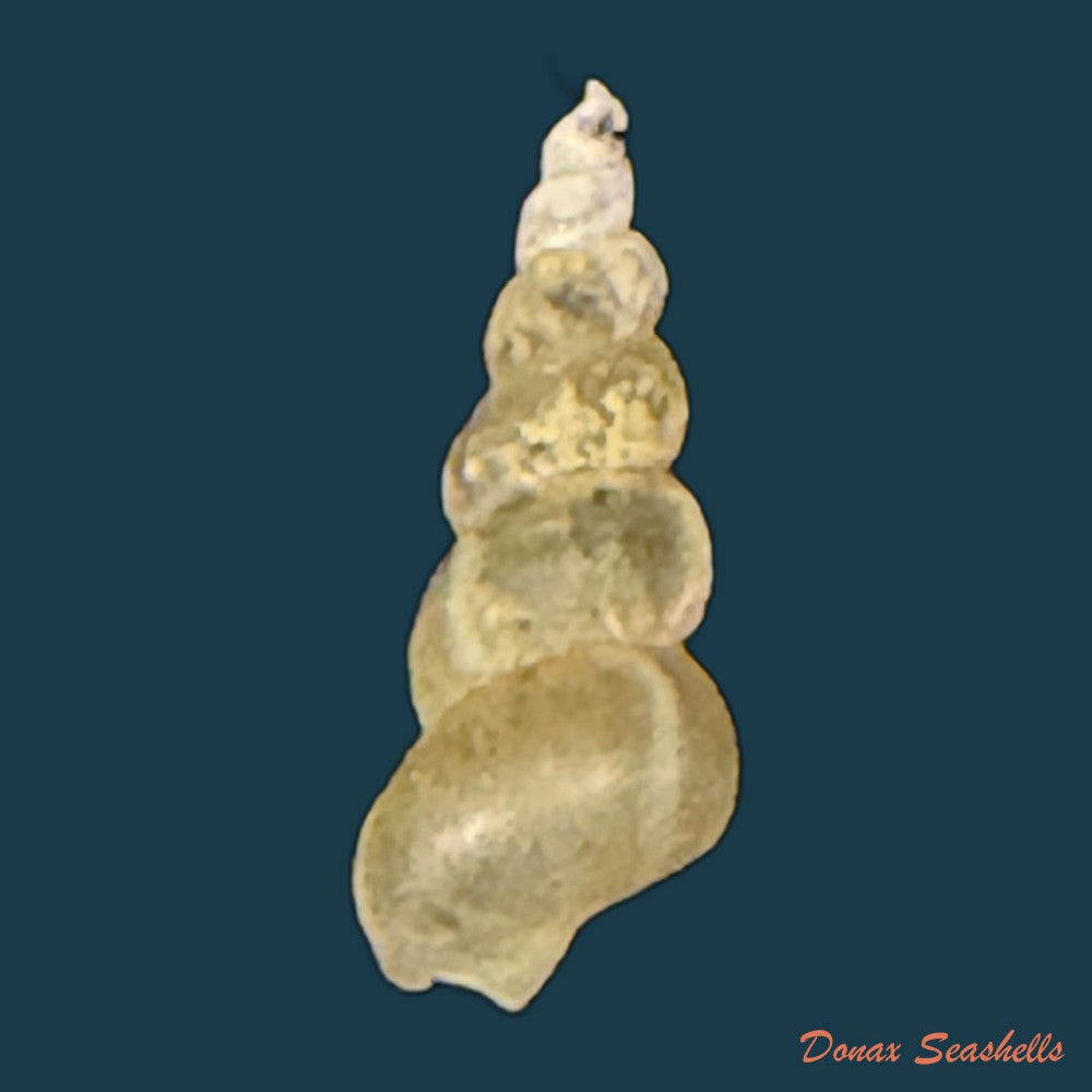 maackia-costata-w-dybowski-1875-6-8mm-copia