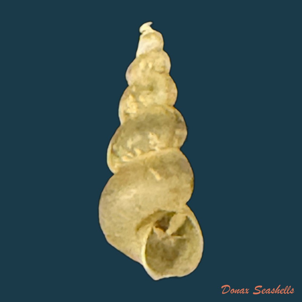 maackia-costata-w-dybowski-1875-6-8mm-copia