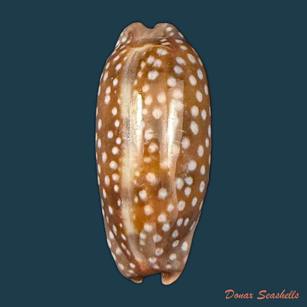 macrocypraea-cervinetta-kiener-1844-41-4mm-copia