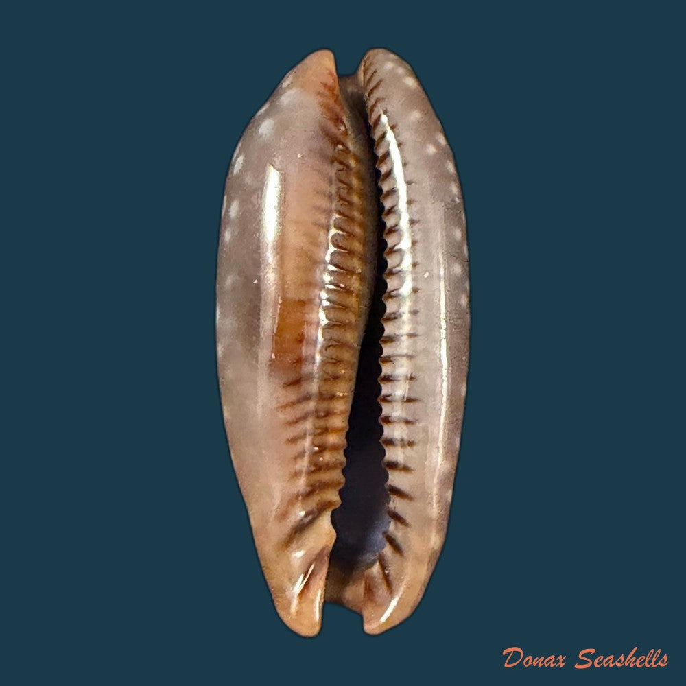 macrocypraea-cervinetta-kiener-1844-41-4mm-copia