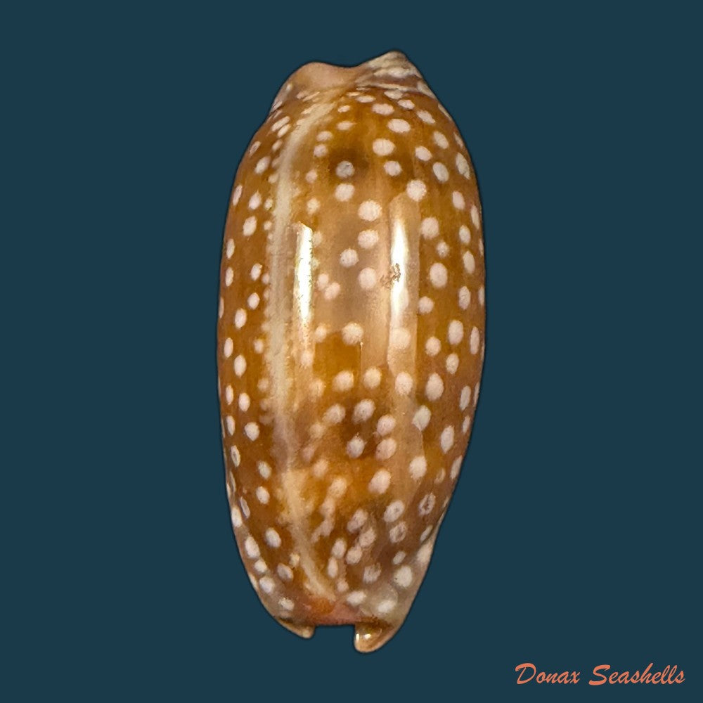 macrocypraea-cervinetta-kiener-1844-42-9mm-copia