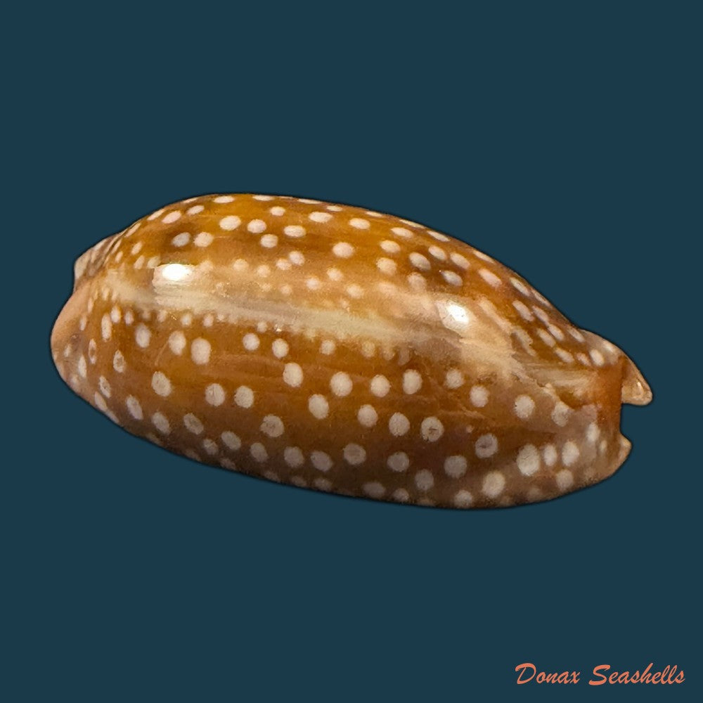 macrocypraea-cervinetta-kiener-1844-42-9mm-copia