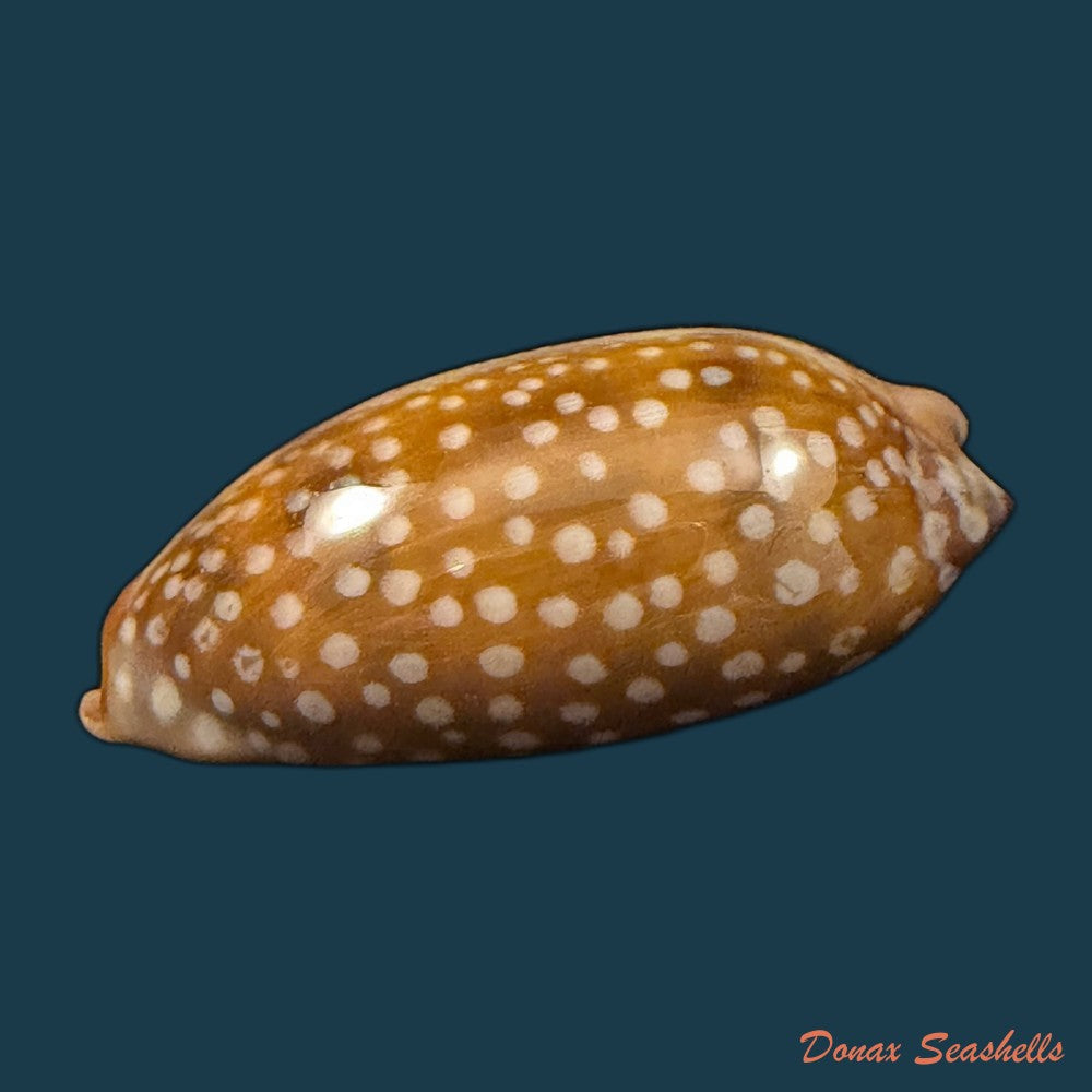 macrocypraea-cervinetta-kiener-1844-42-9mm-copia