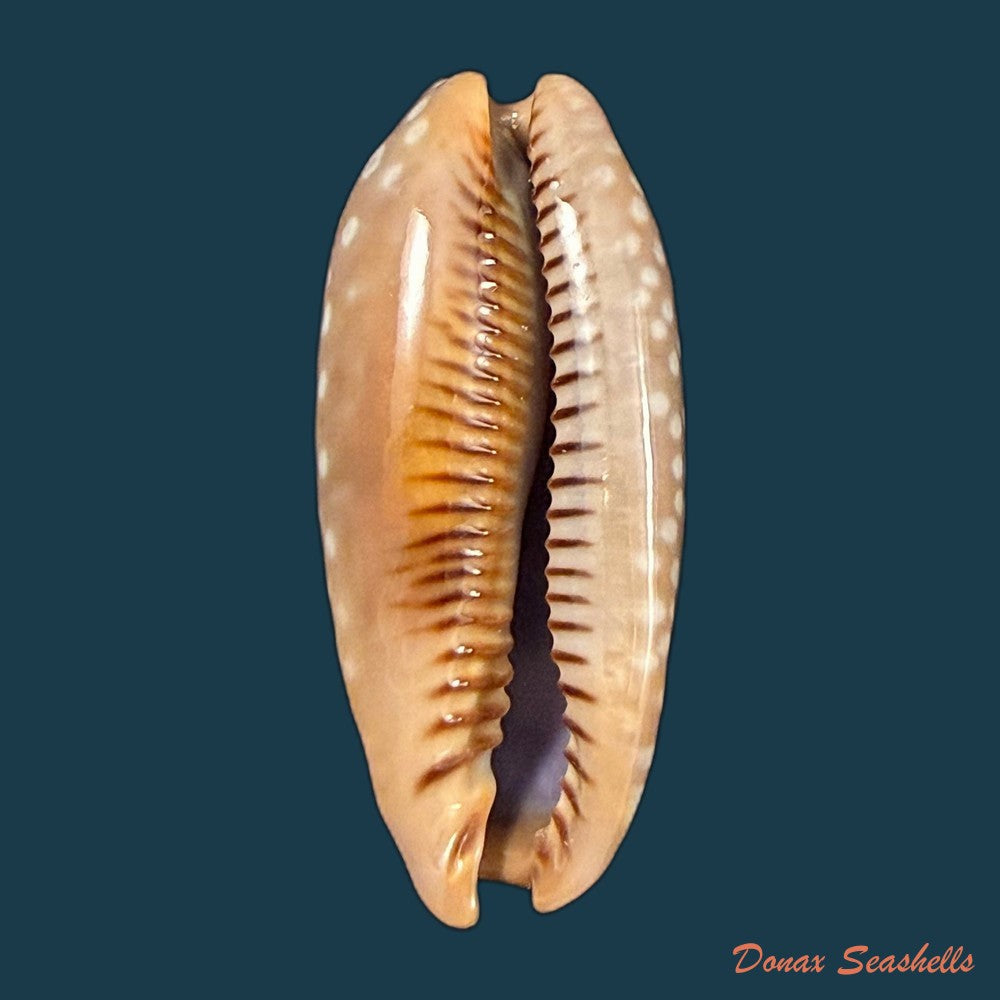 macrocypraea-cervinetta-kiener-1844-42-9mm-copia