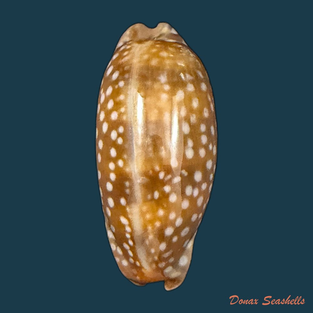 macrocypraea-cervinetta-kiener-1844-42mm-copia