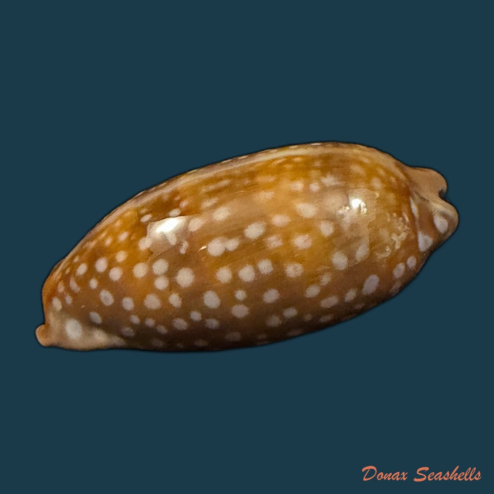 macrocypraea-cervinetta-kiener-1844-42mm-copia