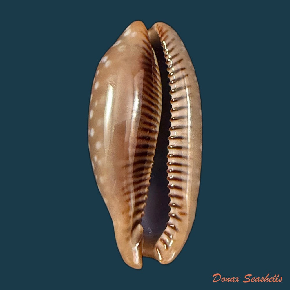 macrocypraea-cervinetta-kiener-1844-42mm-copia