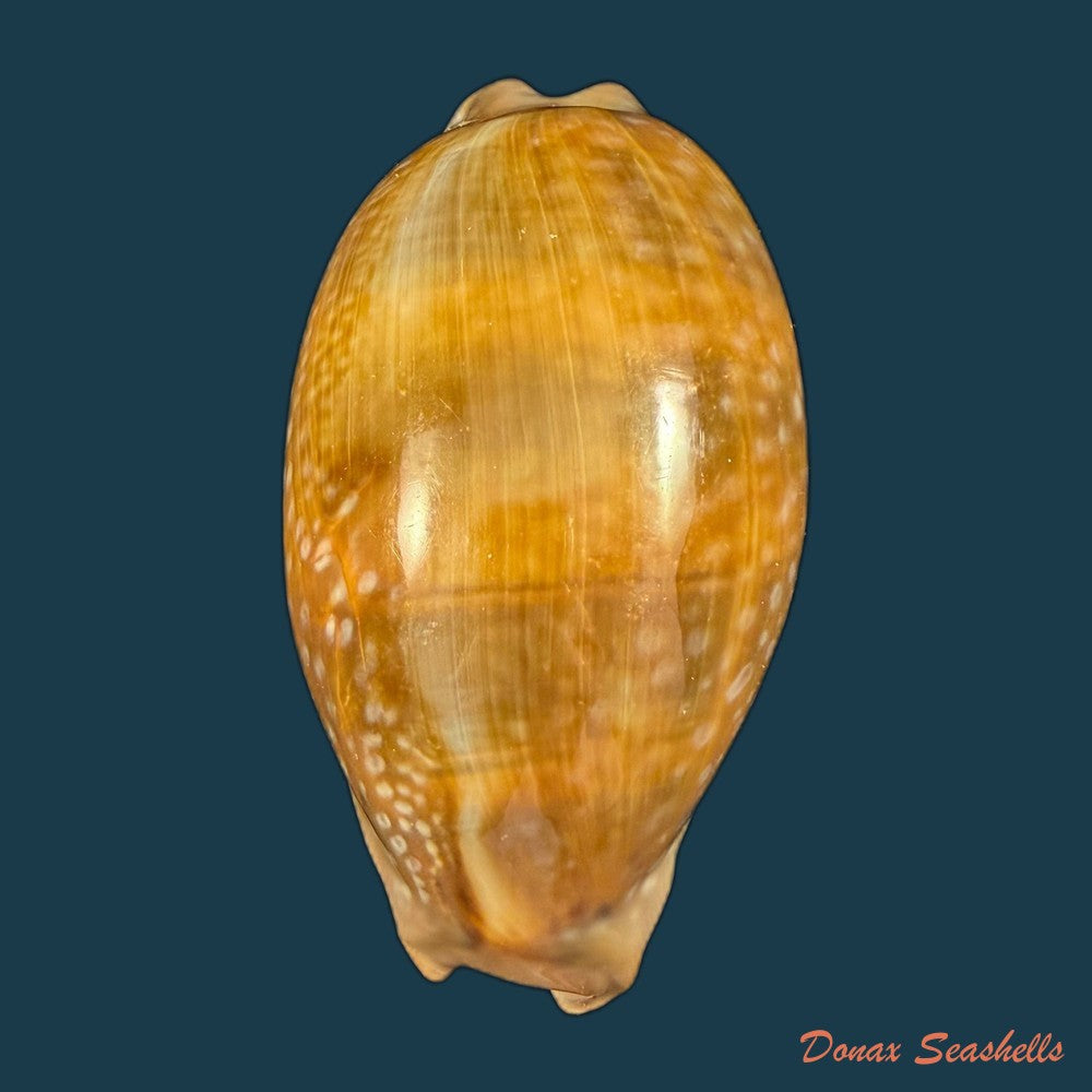 macrocypraea-cervinetta-kiener-1844-43-7mm-copia