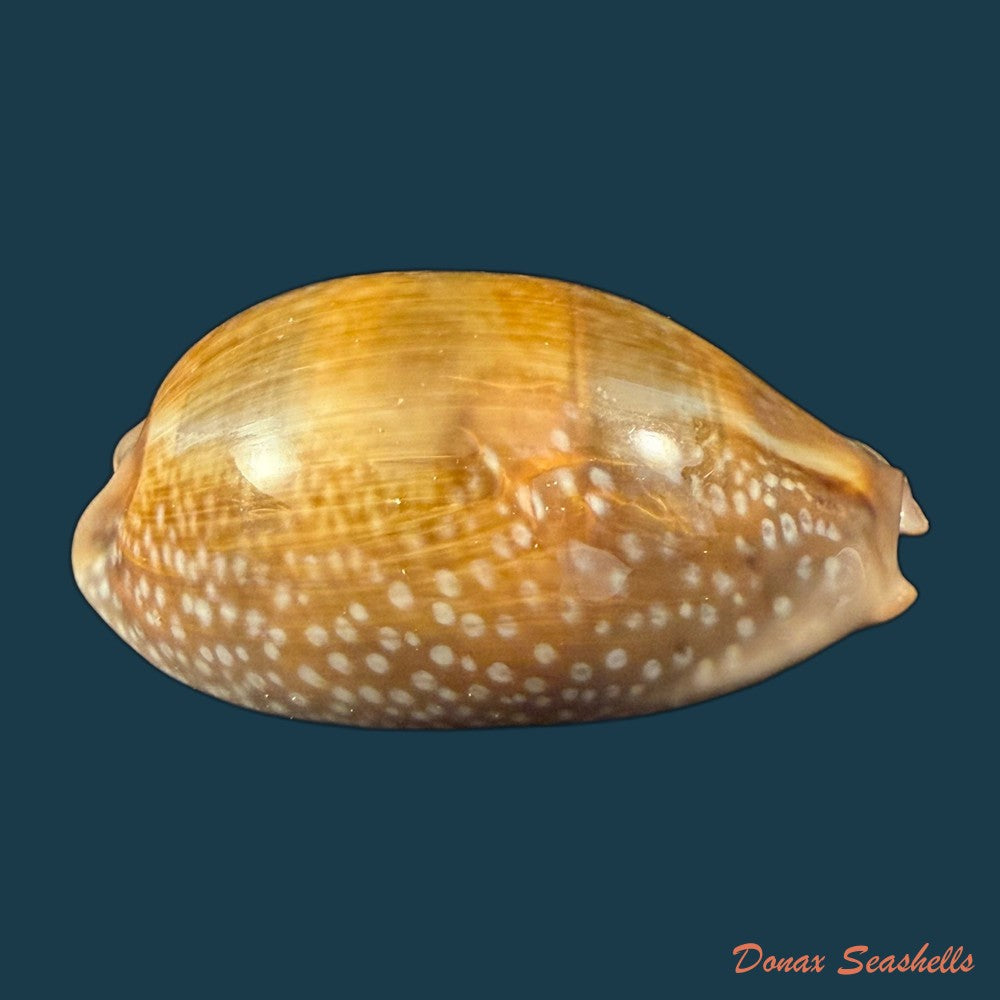 macrocypraea-cervinetta-kiener-1844-43-7mm-copia