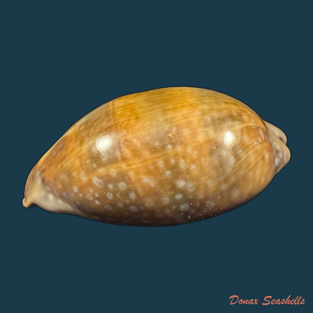 macrocypraea-cervinetta-kiener-1844-43-7mm-copia