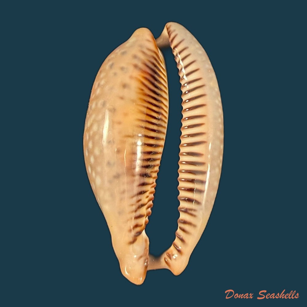 macrocypraea-cervinetta-kiener-1844-43-7mm-copia