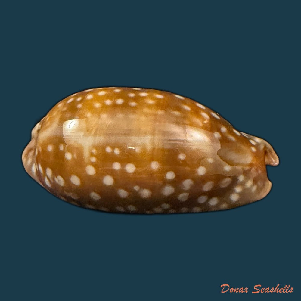 macrocypraea-cervinetta-kiener-1844-89-8mm-copia