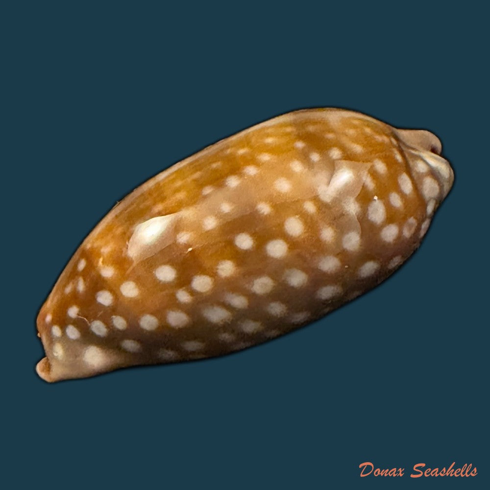 macrocypraea-cervinetta-kiener-1844-89-8mm-copia