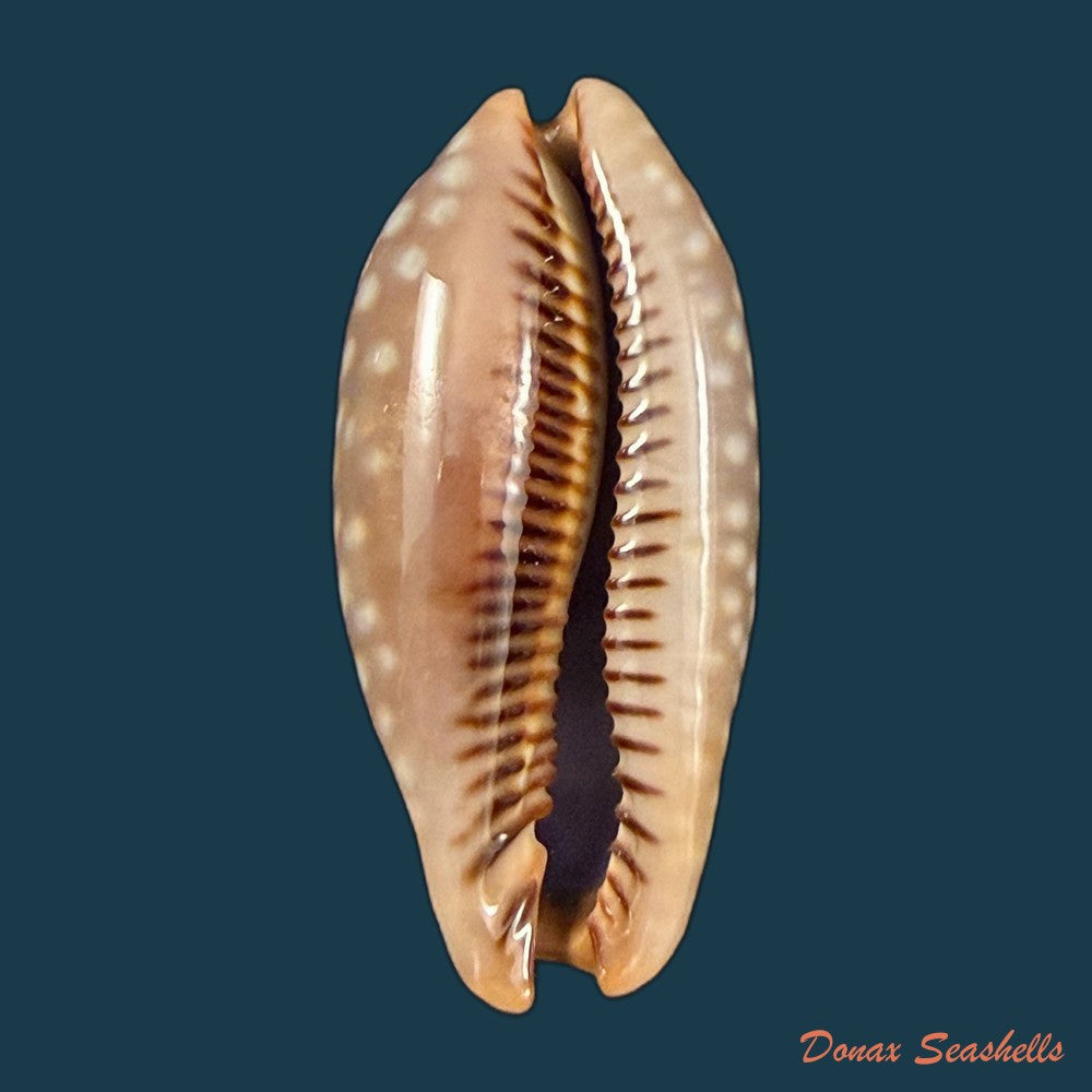 macrocypraea-cervinetta-kiener-1844-89-8mm-copia