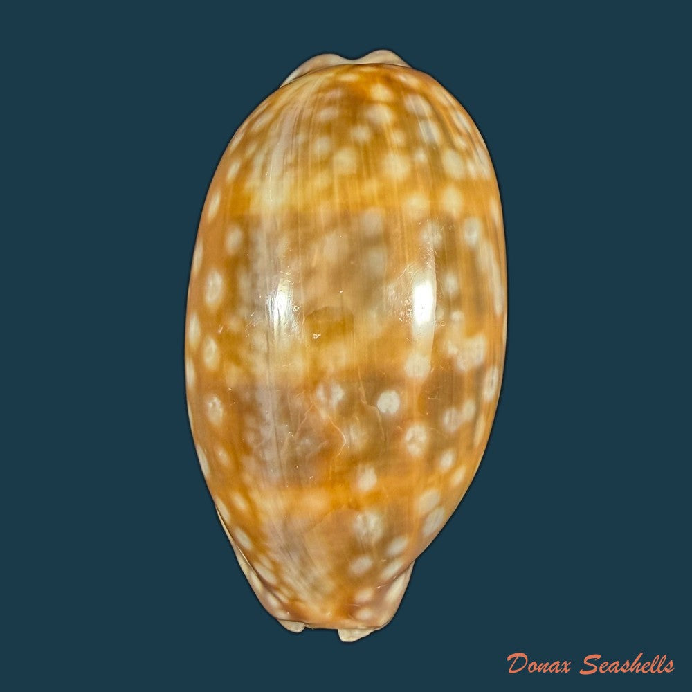 macrocypraea-zebra-dissimilis-schilder-1924-62-9mm-copia