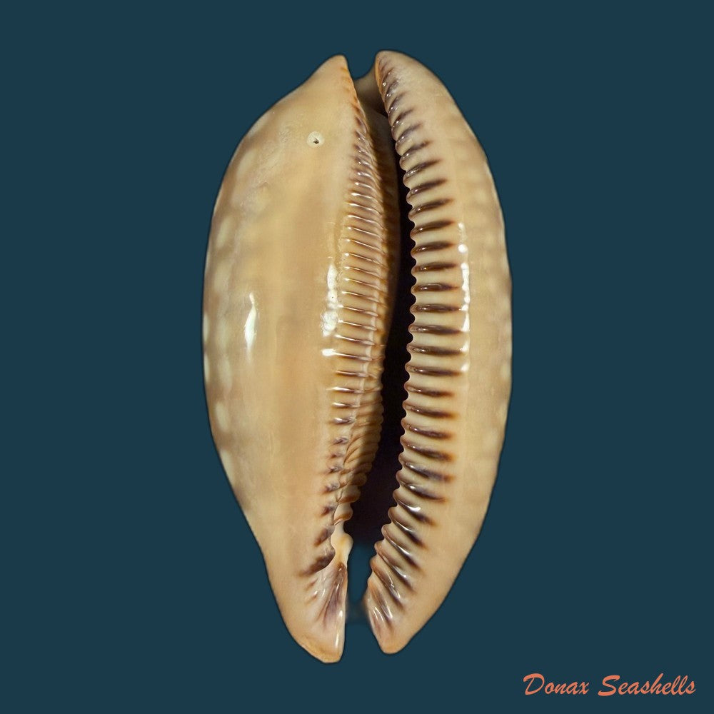 macrocypraea-zebra-dissimilis-schilder-1924-62-9mm-copia