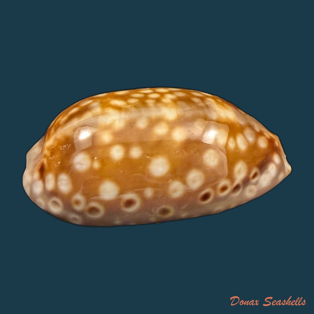 macrocypraea-zebra-dissimilis-schilder-1924-77-7mm-copia