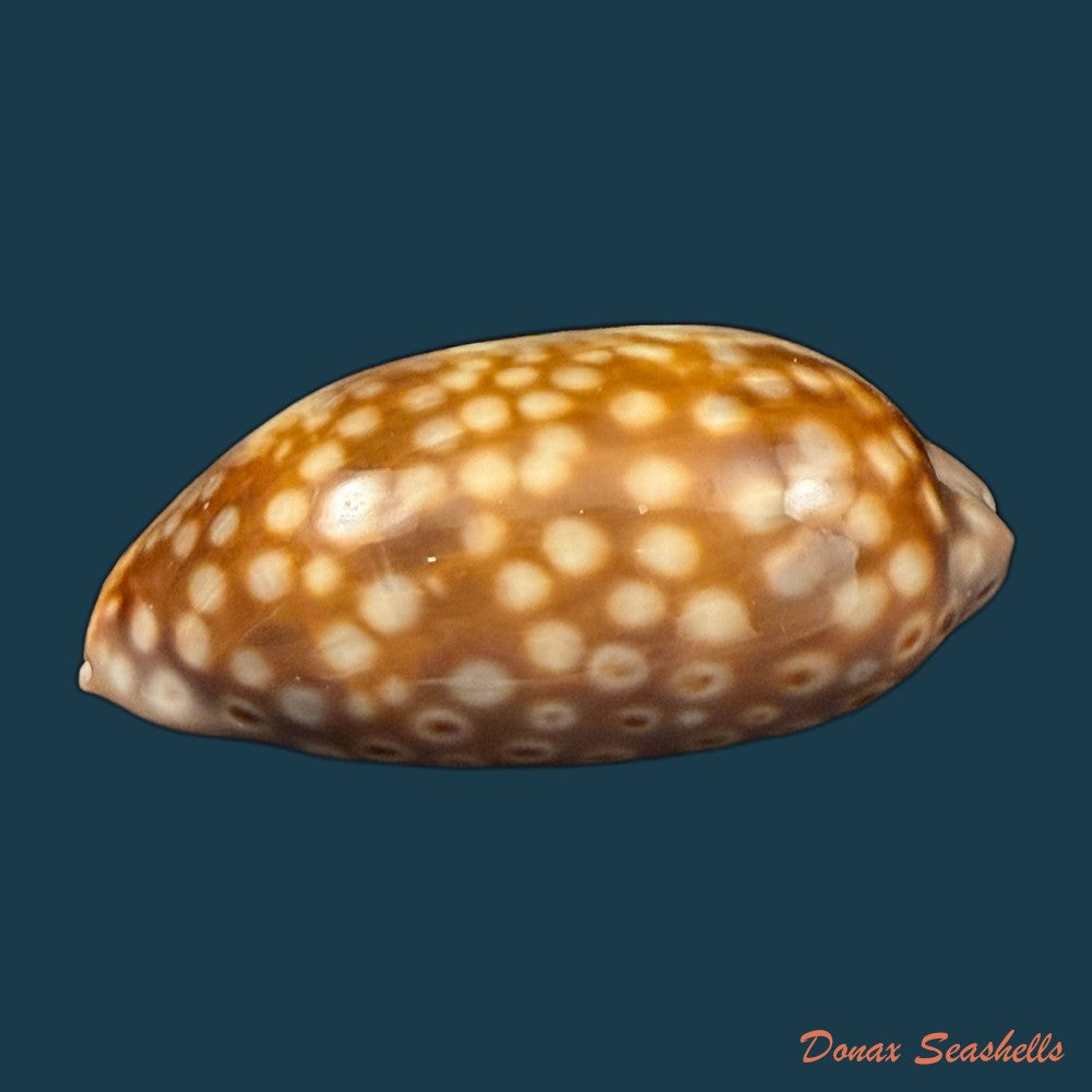 macrocypraea-zebra-dissimilis-schilder-1924-77-7mm-copia