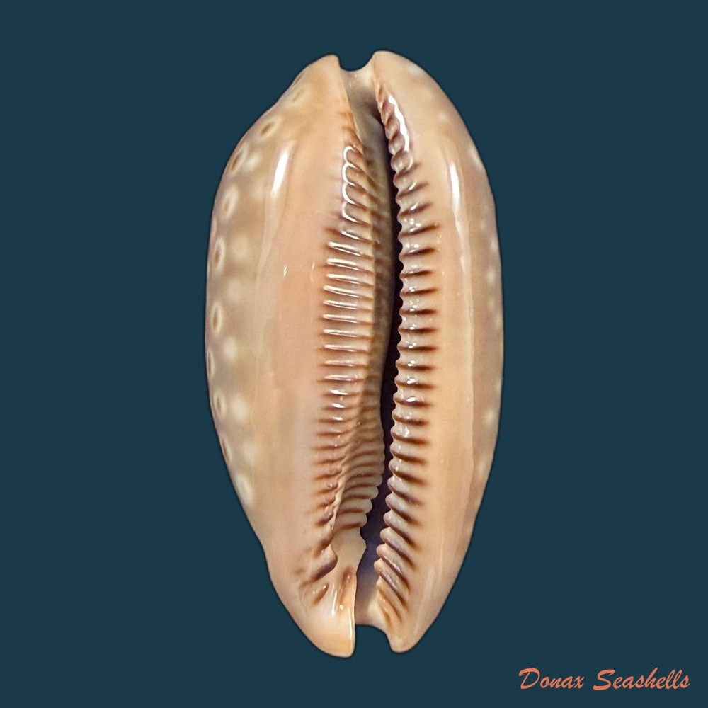 macrocypraea-zebra-dissimilis-schilder-1924-77-7mm-copia