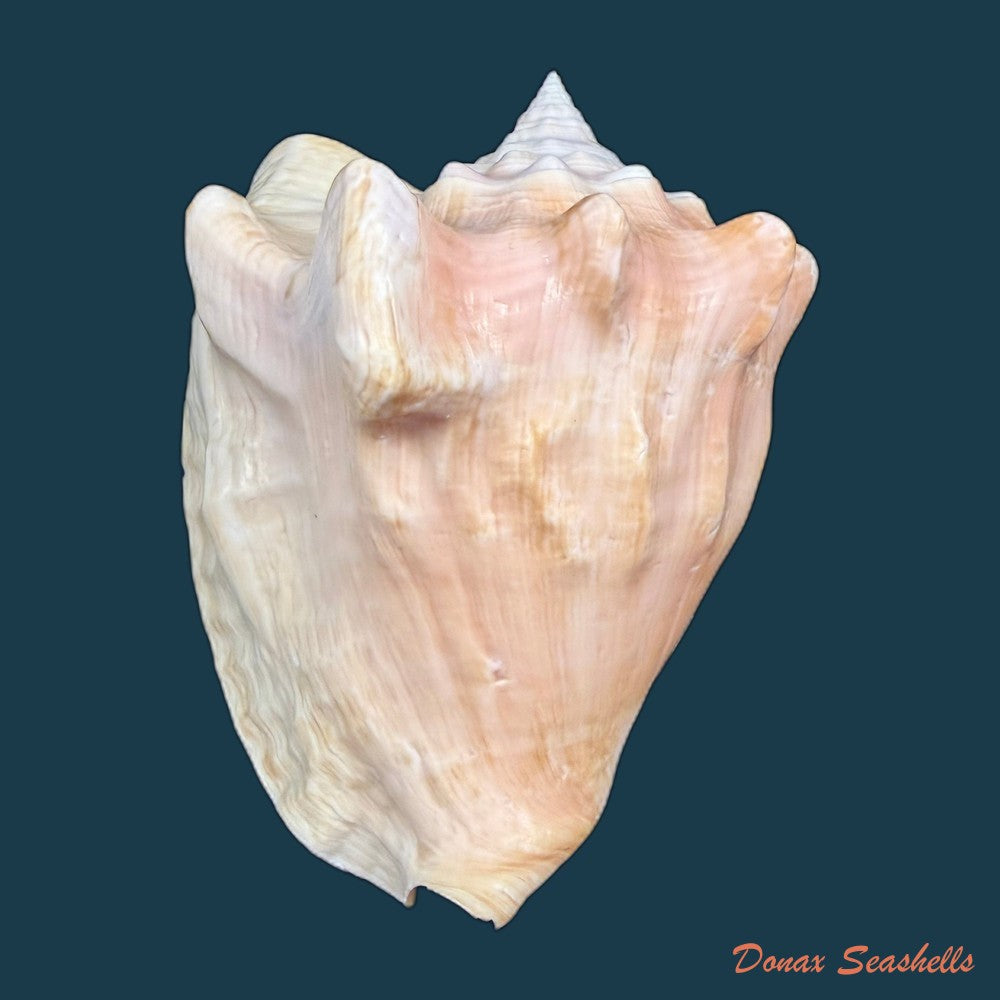 macrostrombus-costatus-gmelin-1791-126-6mm-copia