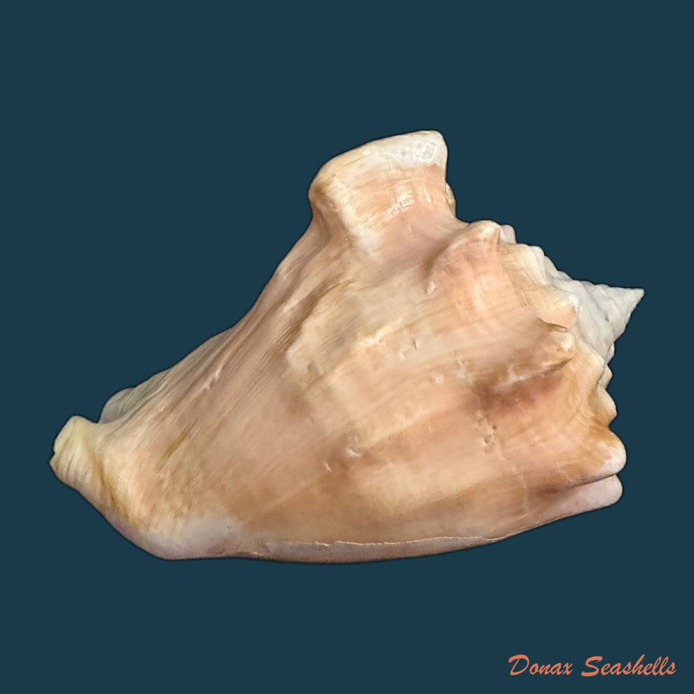 macrostrombus-costatus-gmelin-1791-126-6mm-copia