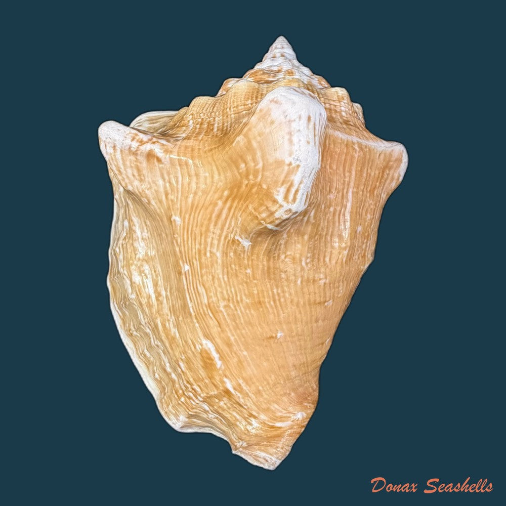 macrostrombus-costatus-gmelin-1791-128-8mm-copia