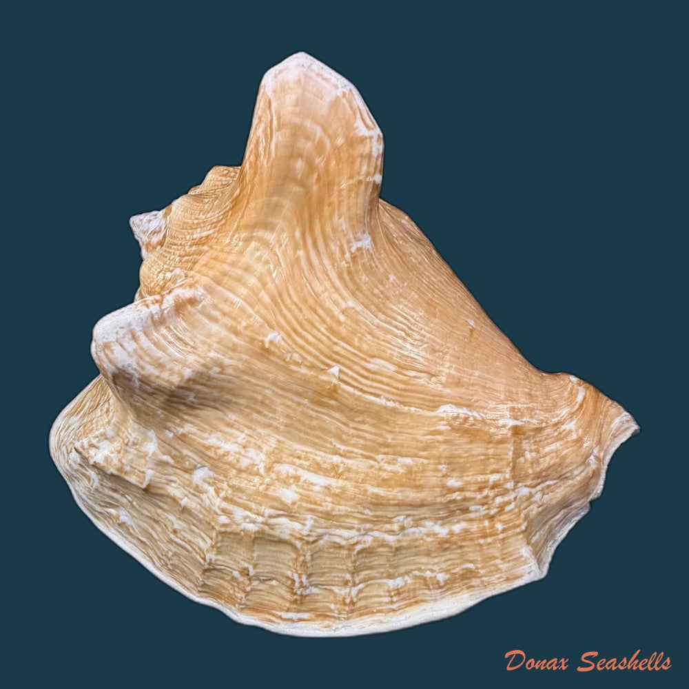 macrostrombus-costatus-gmelin-1791-128-8mm-copia