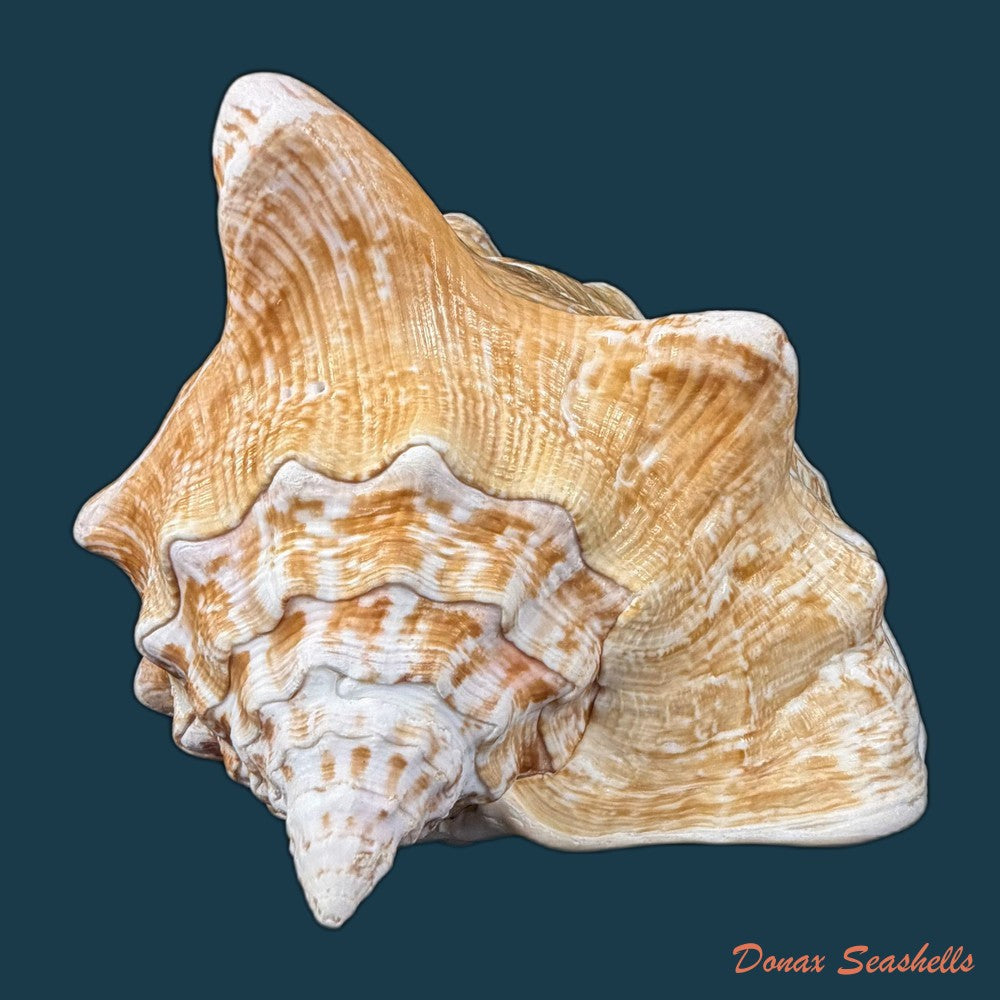 macrostrombus-costatus-gmelin-1791-128-8mm-copia