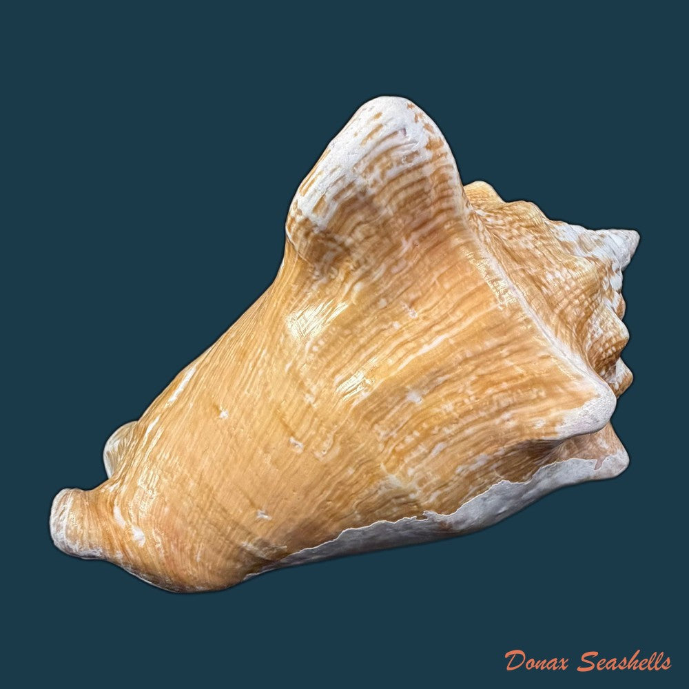 macrostrombus-costatus-gmelin-1791-128-8mm-copia