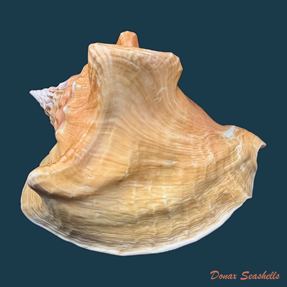 macrostrombus-costatus-gmelin-1791-130-9mm-copia