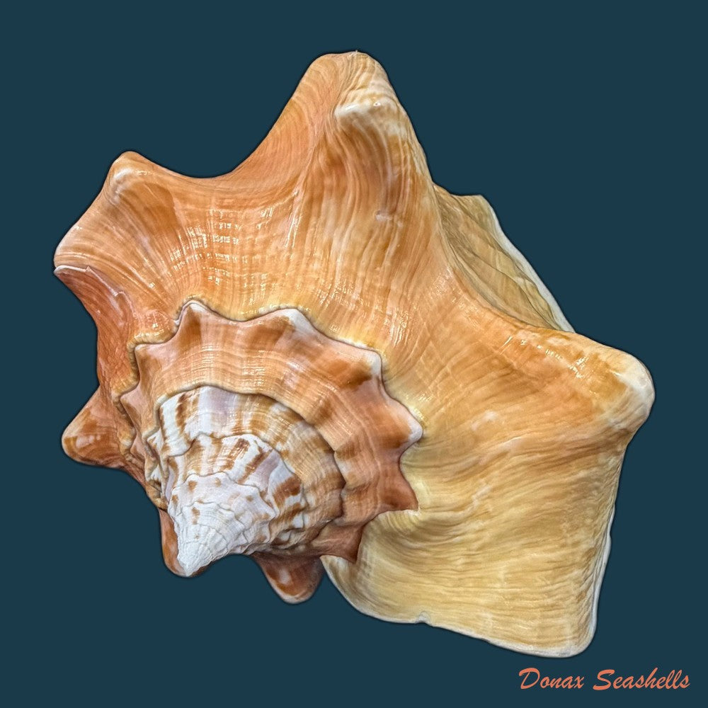 macrostrombus-costatus-gmelin-1791-130-9mm-copia